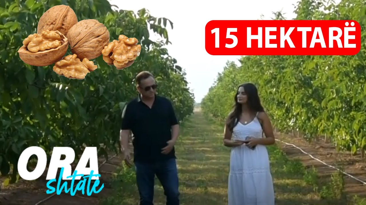 15 hektarë tokë të mbjella me arra në fshatin Dubravë të Suharekës
