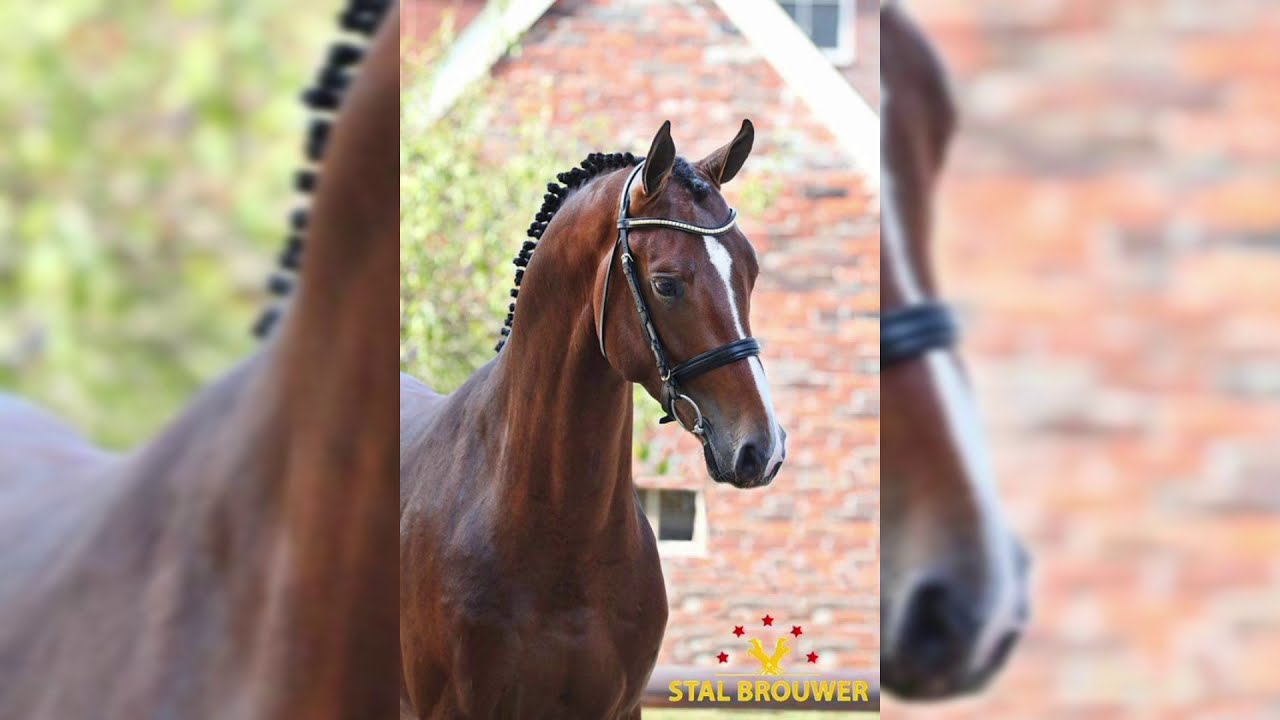 Premier Stallions Feature Showjumping/ Eventing Stallions 2021