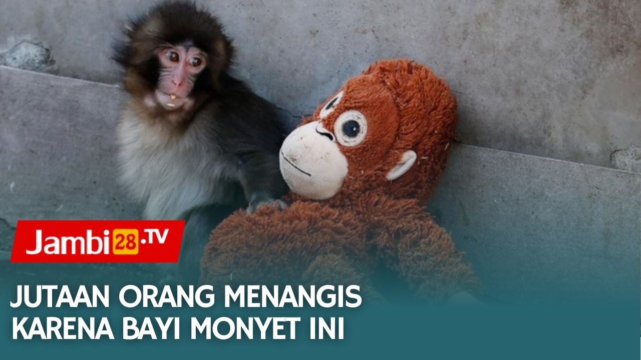 Kisah Pilu Bayi Monyet Dibuang Ibu, Bertahan Hidup Berkat Boneka