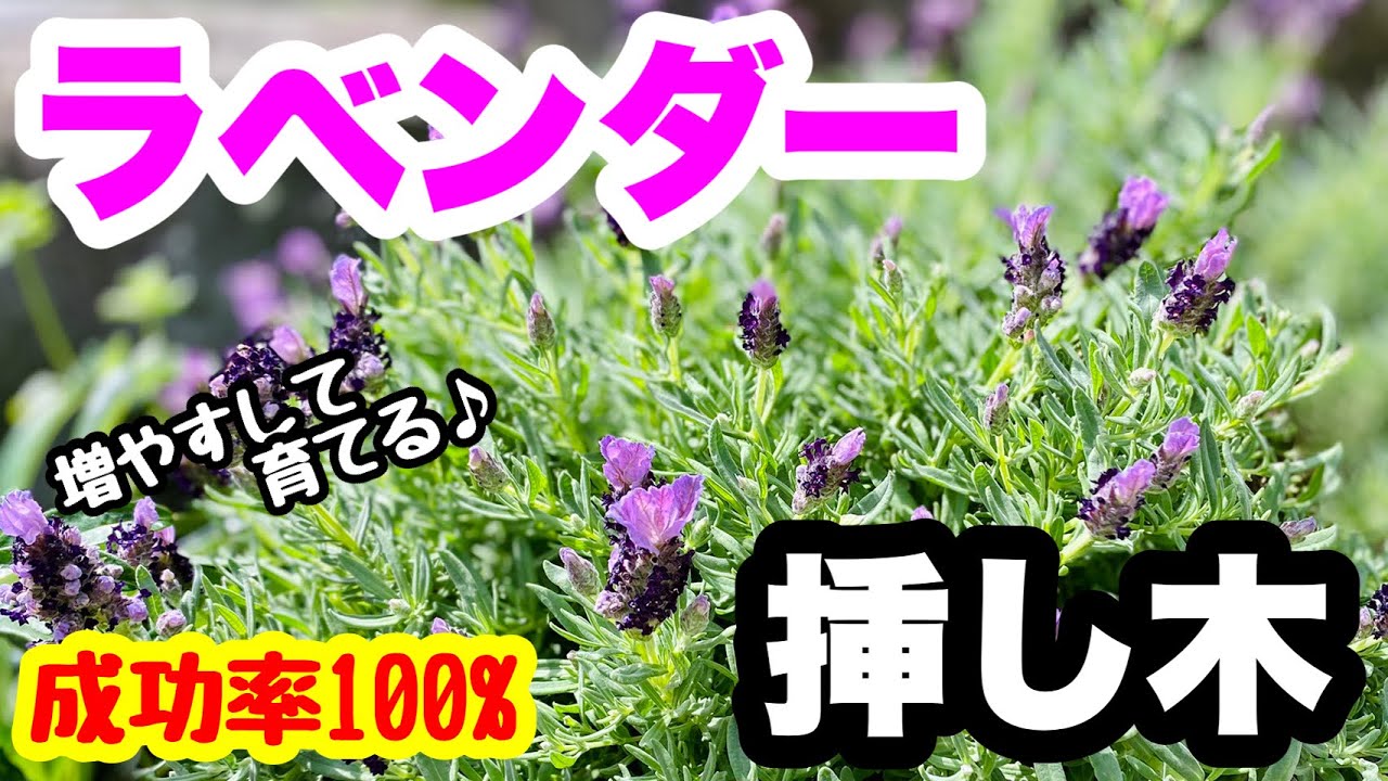 ◆増やして・育てる！【失敗しない】ラベンダー🌱