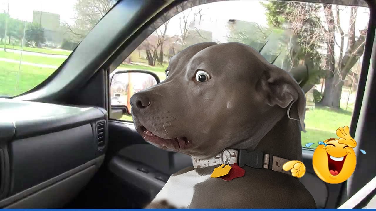 The Funniest Animal Videos Compilation 😂🐶 Funniest Cat and Dog  Ever!