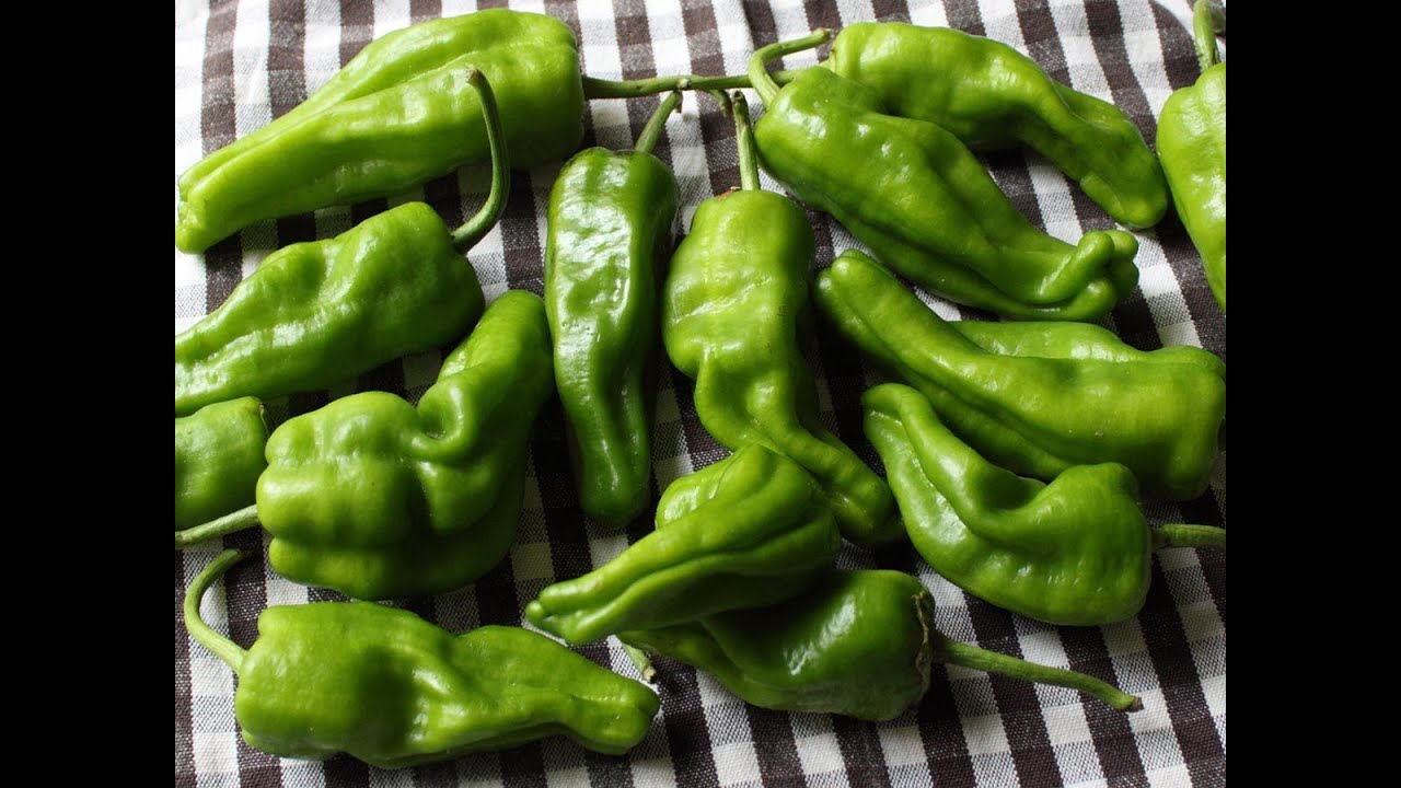 Pickled Padron Peppers in Sweet Spicy Vinegar - Pickled Peppers