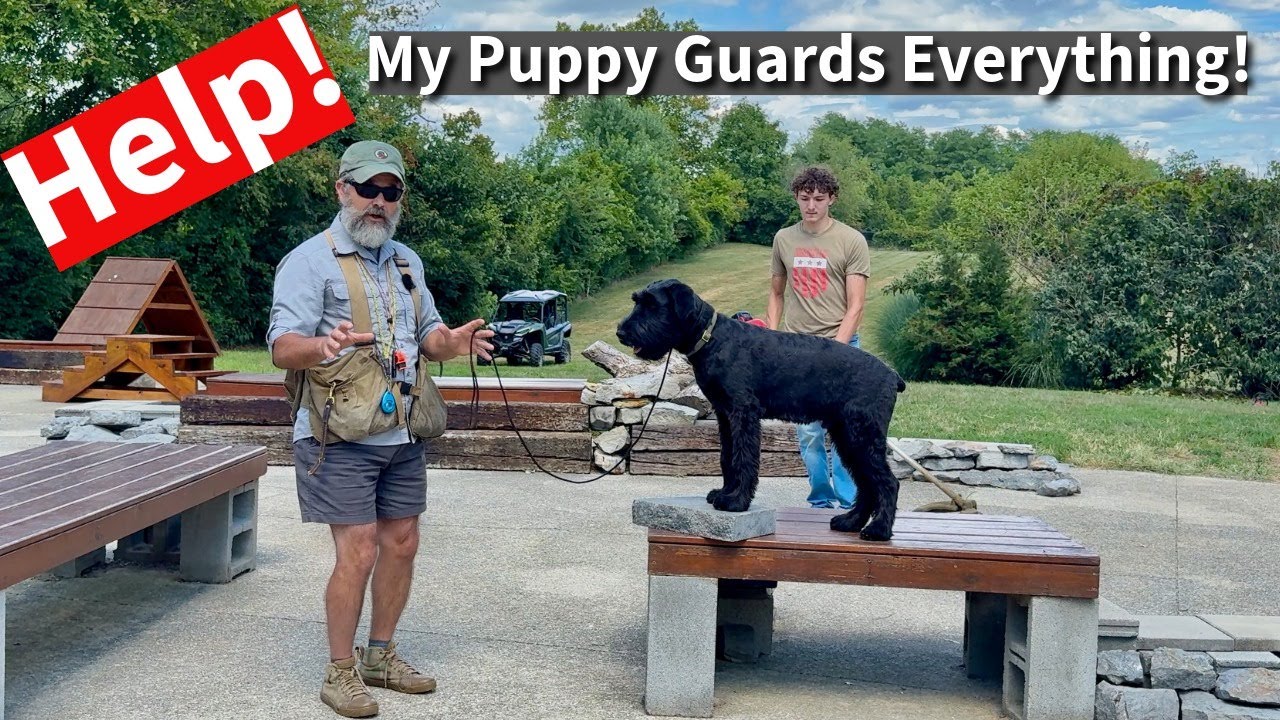 My Giant Schnauzer Puppy is Guarding EVERYTHING! | The Fix is Emotional Leadership