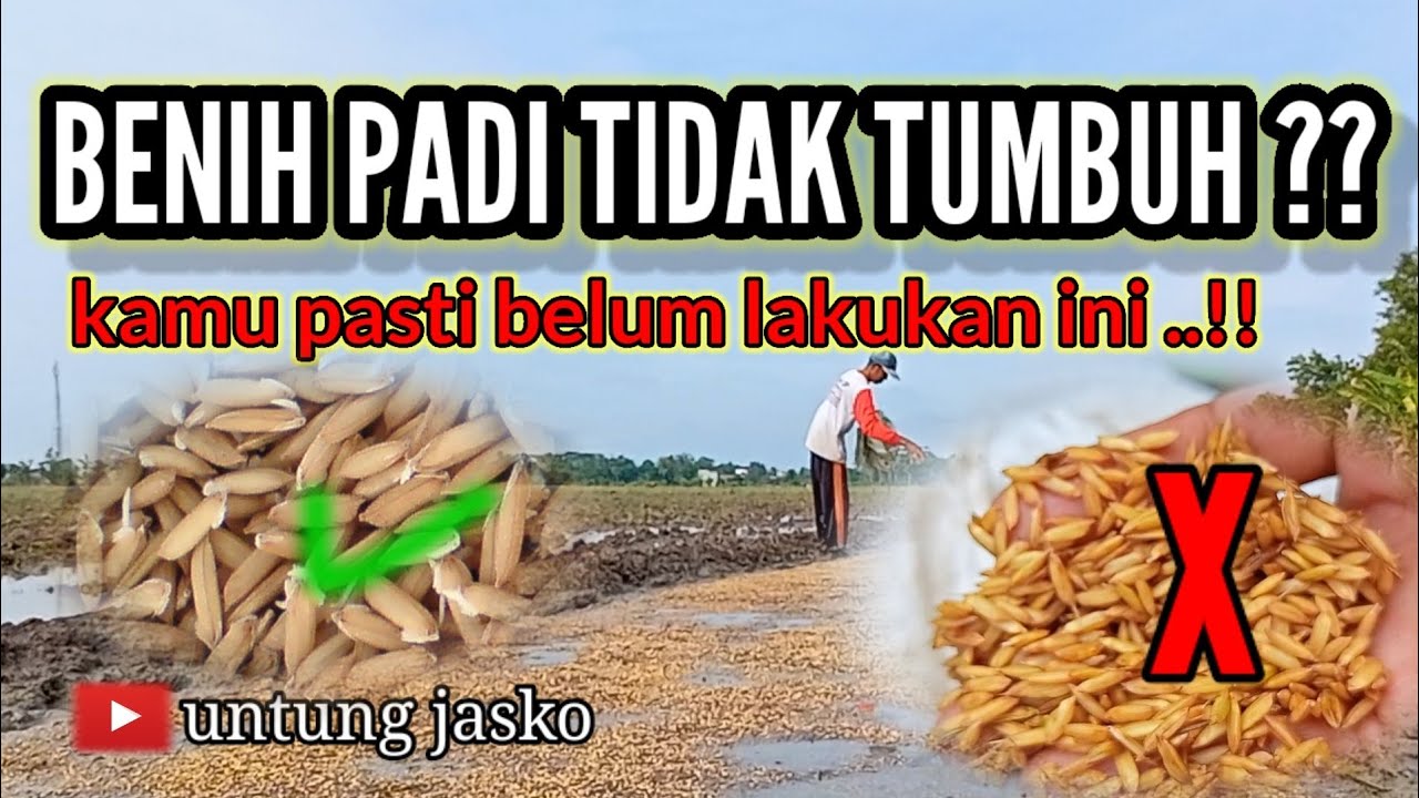 benih padi kamu kadang tidak tumbuh ?? 
ini yang harus kamu lakukan👍