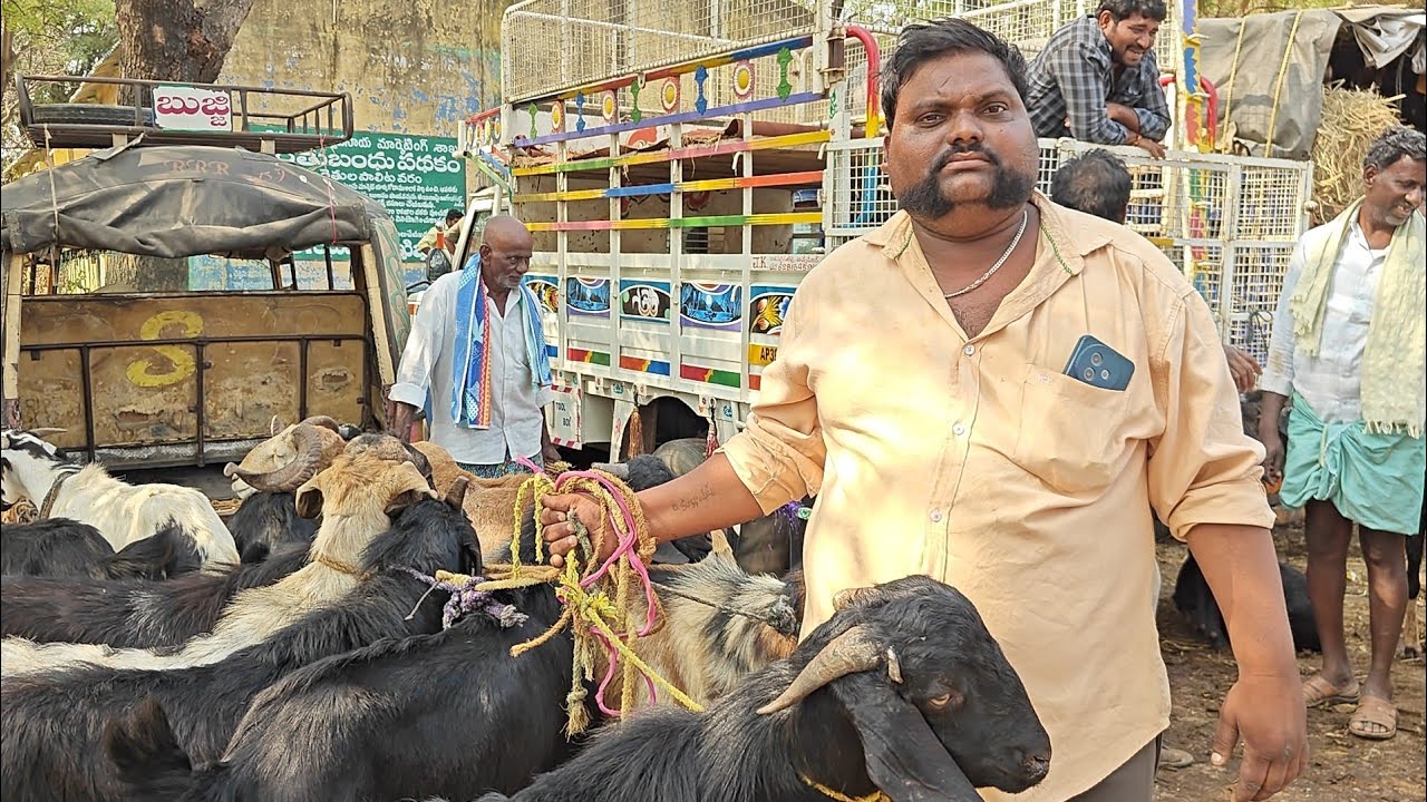 కదిరి మార్కెట్ యార్డ్ లో ప్రతి మంగళవారం గొర్రెల మేకల సంత (పార్ట్ 1) జరుగుతుంది 3.3.2026