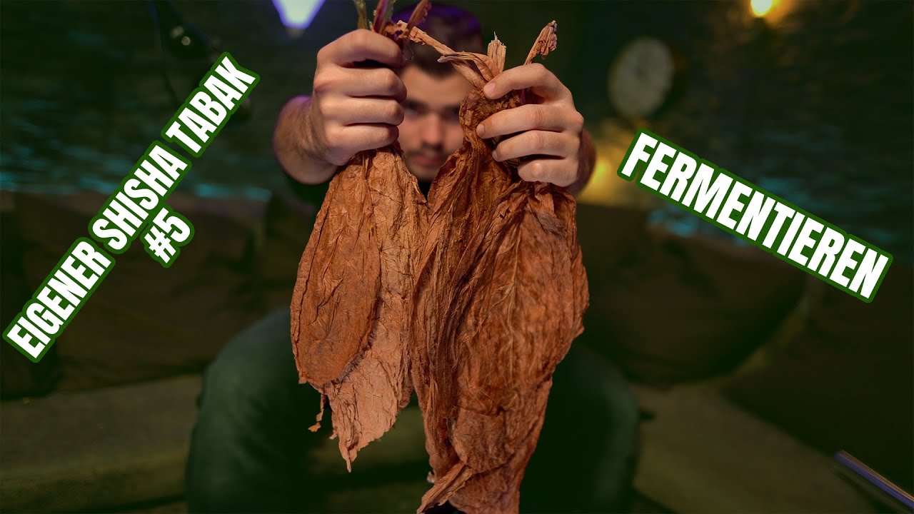 Eigener Shisha Tabak #5 | Fermentieren