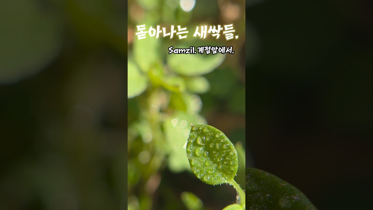 Samzil.계절앞에서. #flowers #K-trot. #꽃설명