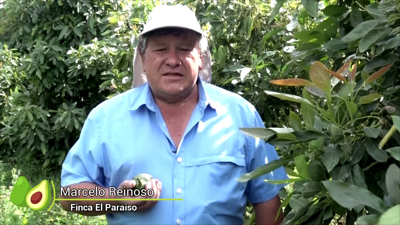 Reportaje Corpoaguacate