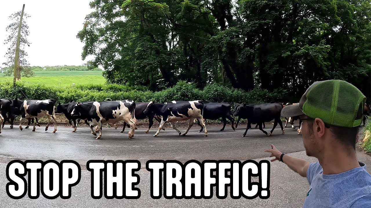 Cows On The Road! | Worming Calves!