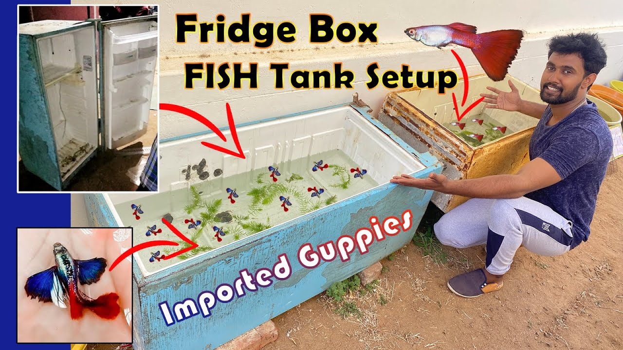 Fridge Box Fish Tank Setup🐠🐟 | Imported guppies | Nellai Monks