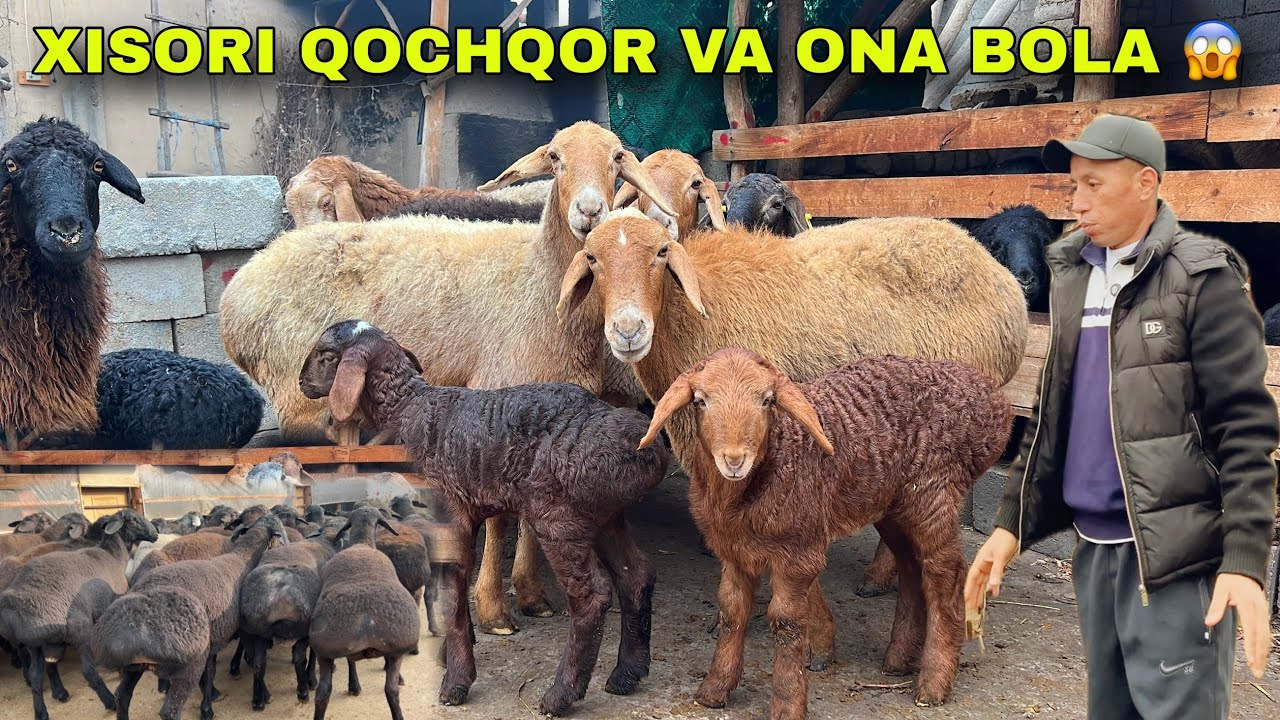 IKROM AKADA DAXSHAT XISORI QOCHQOR + ONA BOLA ARZON 😱 