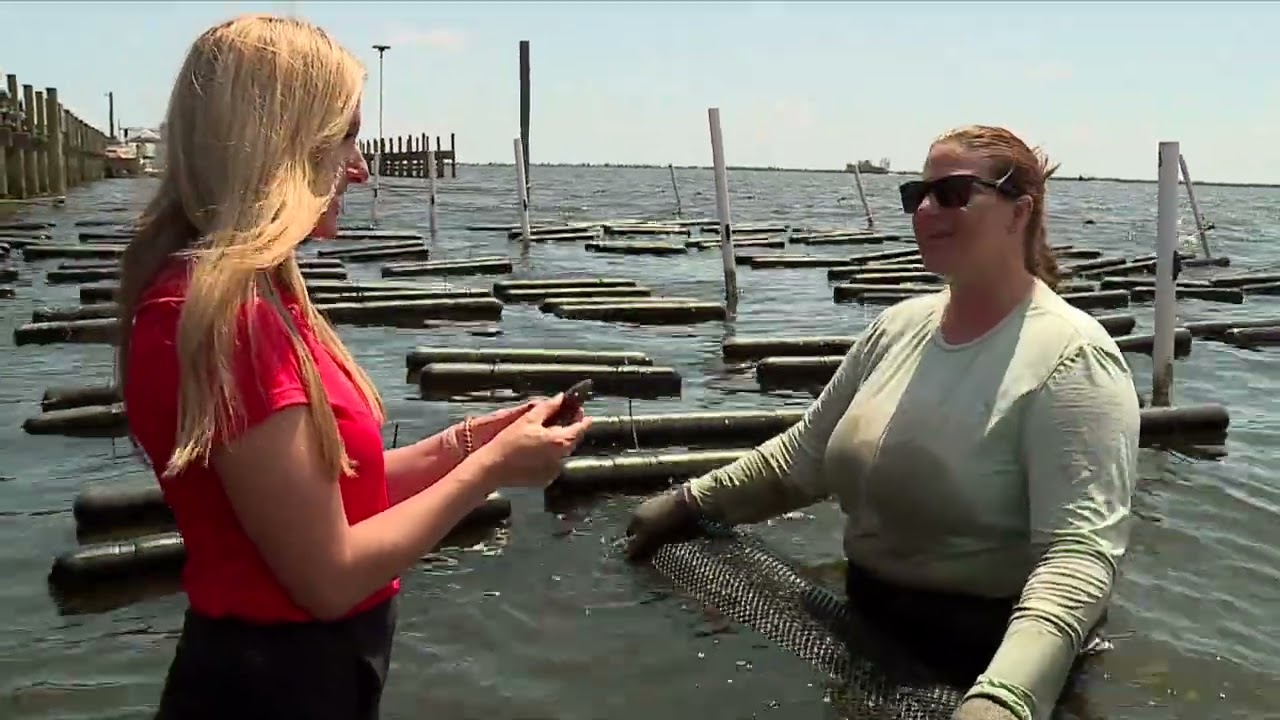 MEGHAN SHELLFISH