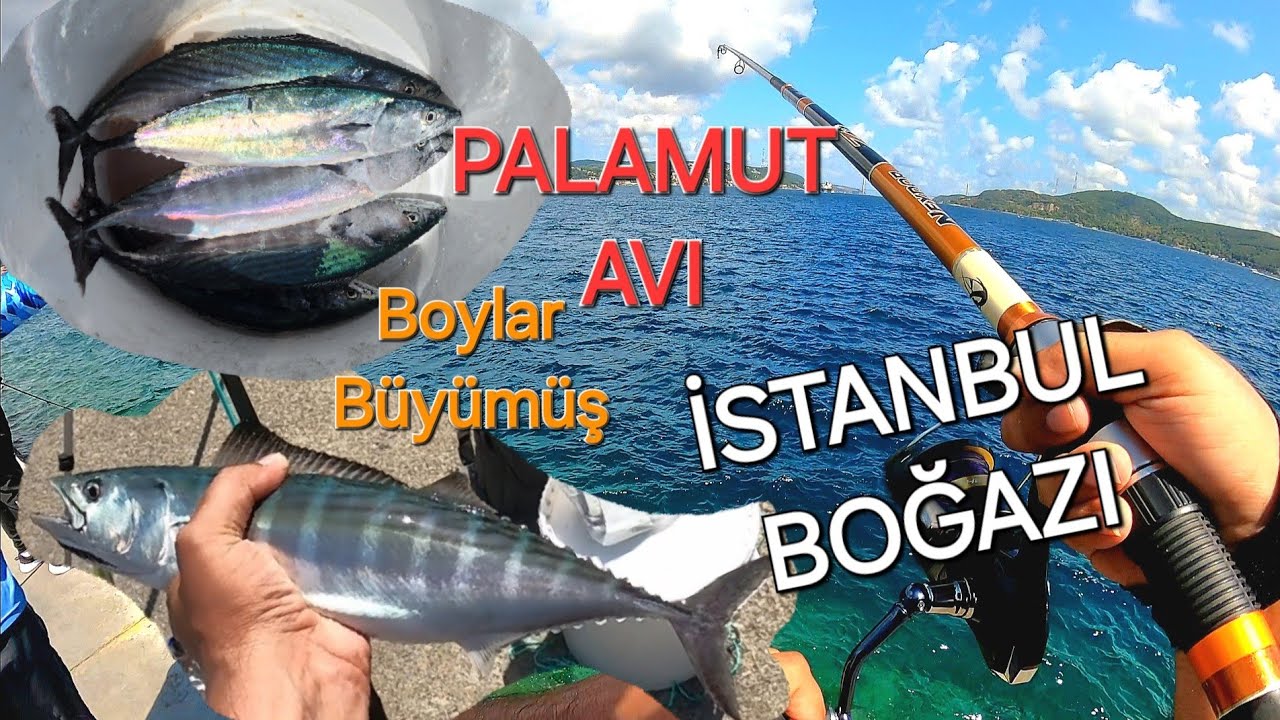 PALAMUTLAR BÜYÜYOR - İSTANBUL BOĞAZI'NDA BEŞİ BİR YERDE