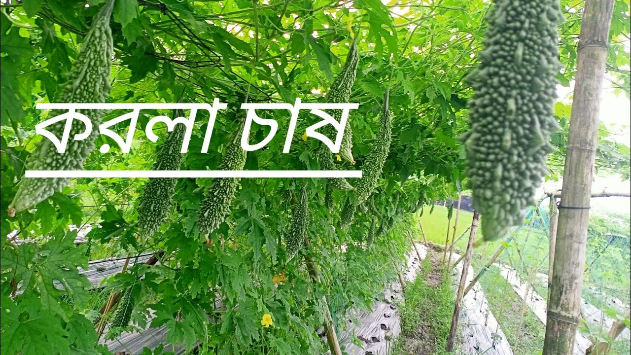আলহামদুলিল্লাহ প্রথম বারের মত করলা হারভেস্ট করলাম। অনেক সুন্দর ফলন হয়েছে #কৃষক