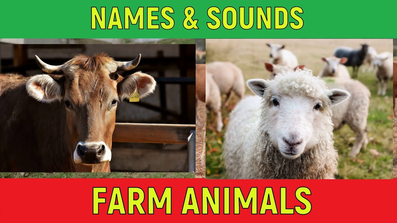 Farm animals names and sounds - Farm animals for children - Farm animals sounds - Kids education