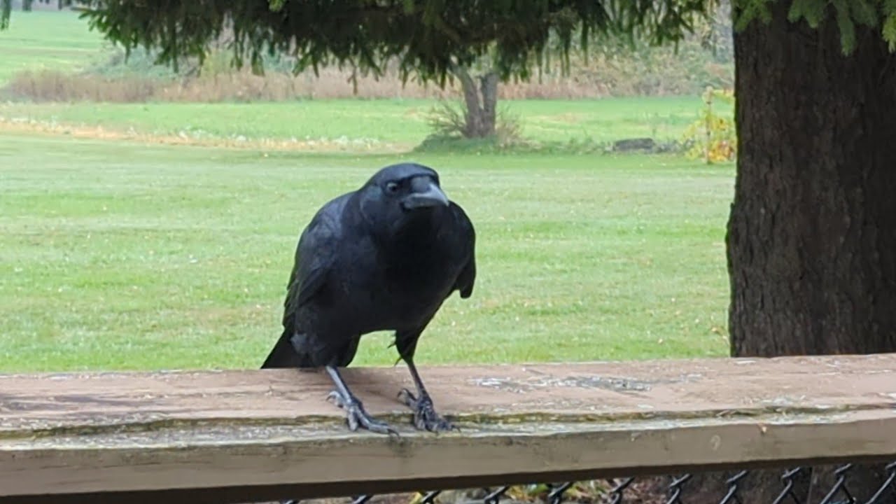 Frankie the Crow Bowing and Wooing For Meat