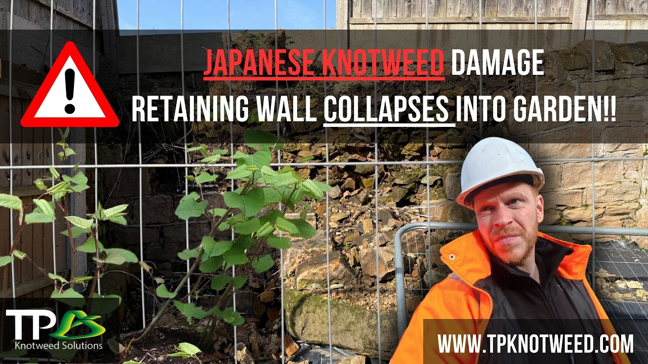 Homeowner’s wall COLLAPSES! Was JAPANESE KNOTWEED to blame? 