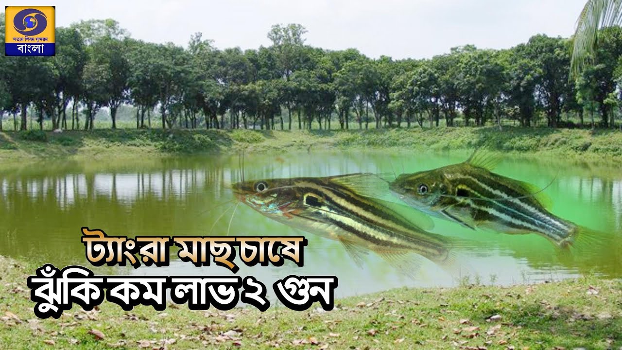 ট্যাংরা  মাছ চাষ @DDBanglaTV #ddbangla