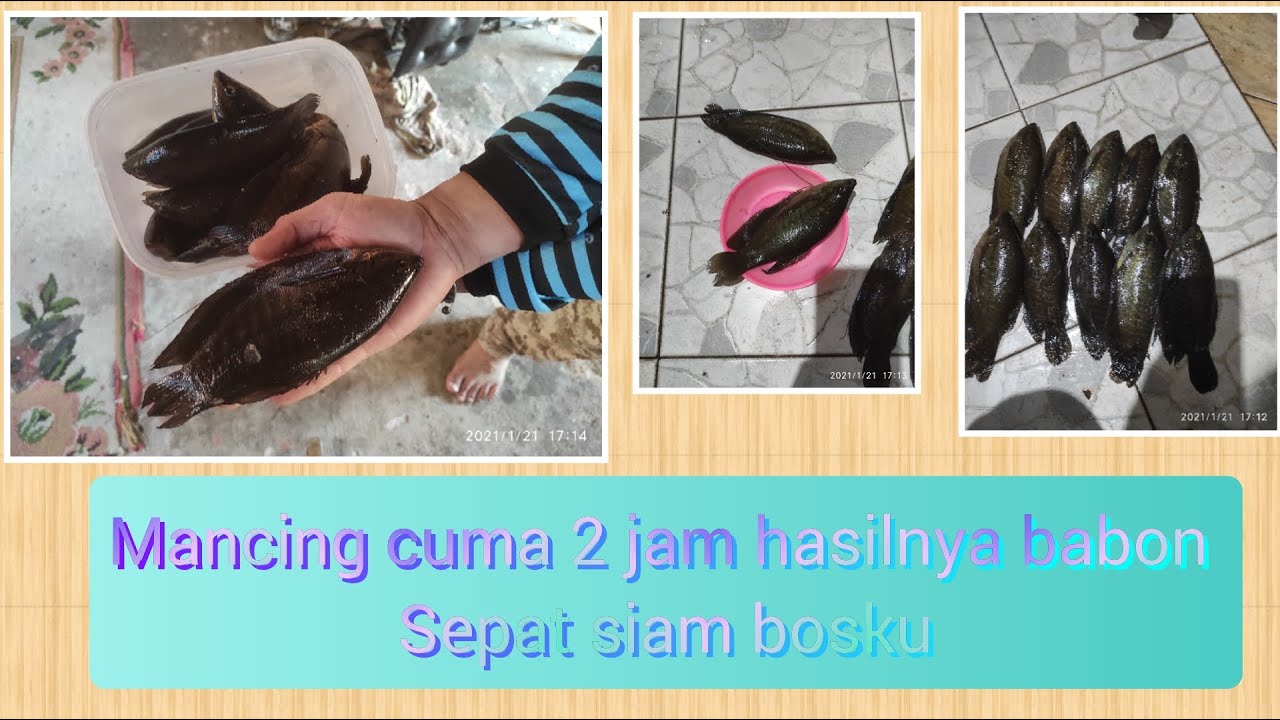 Mancing sepat siam babon