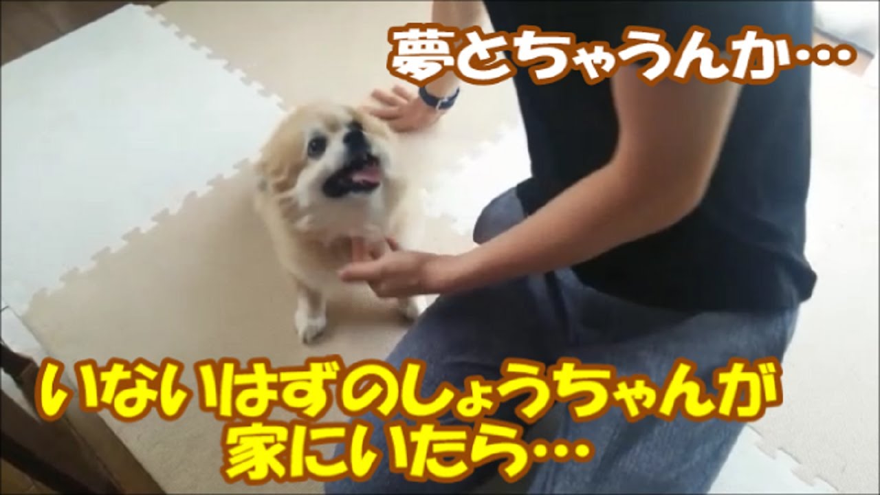 すぐキレるポメラニアン124 1日だけ? ちゃう1時間だけしょうちゃん帰ってきた!