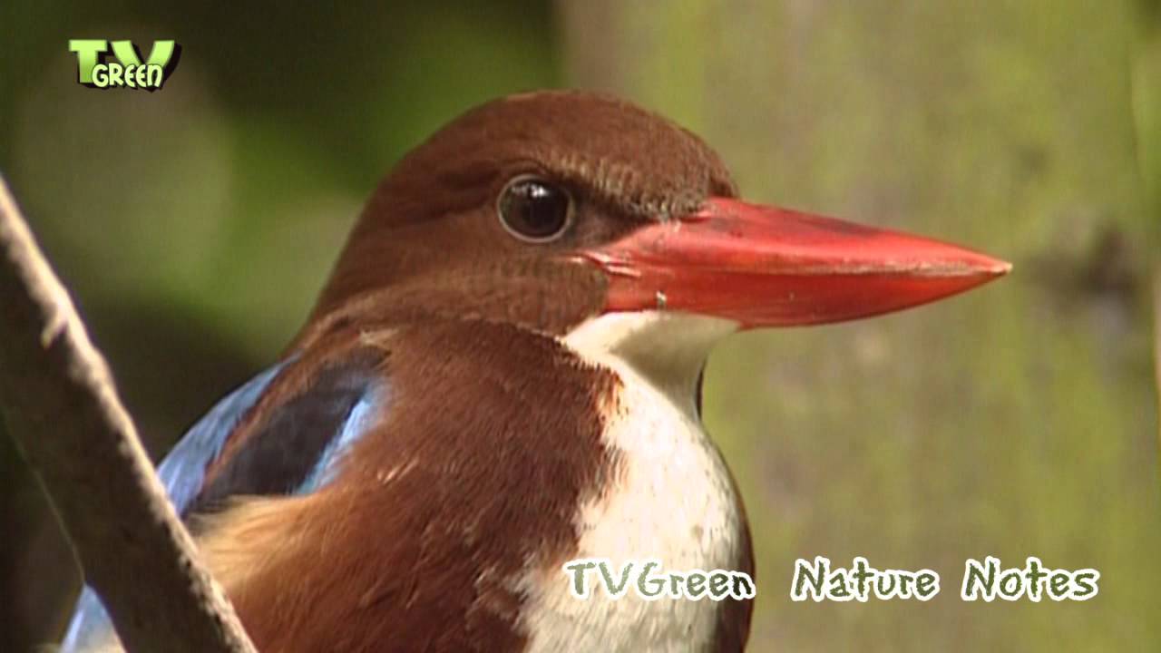 Nature Notes from Singapore - Bukit Timah #07 birds