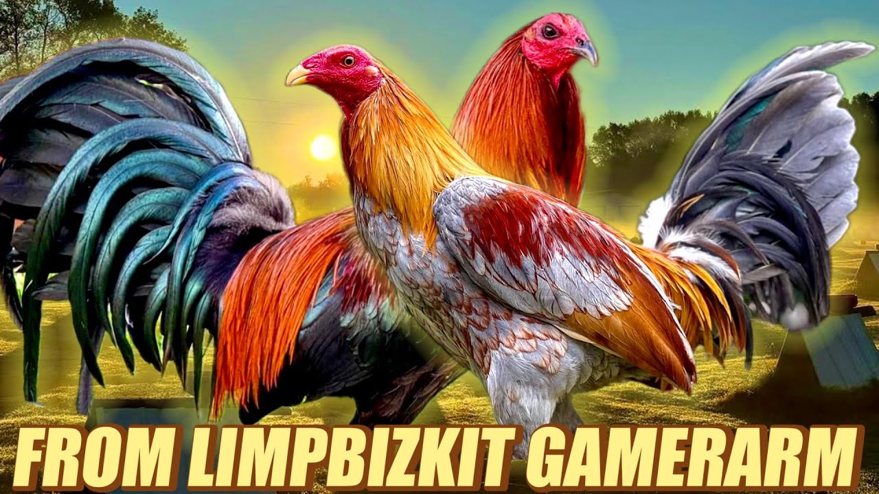 Brownred Hatch Kelso And Hanny Blueface Pure Albany - FROM LIMPBIZKIT GAMEFARM