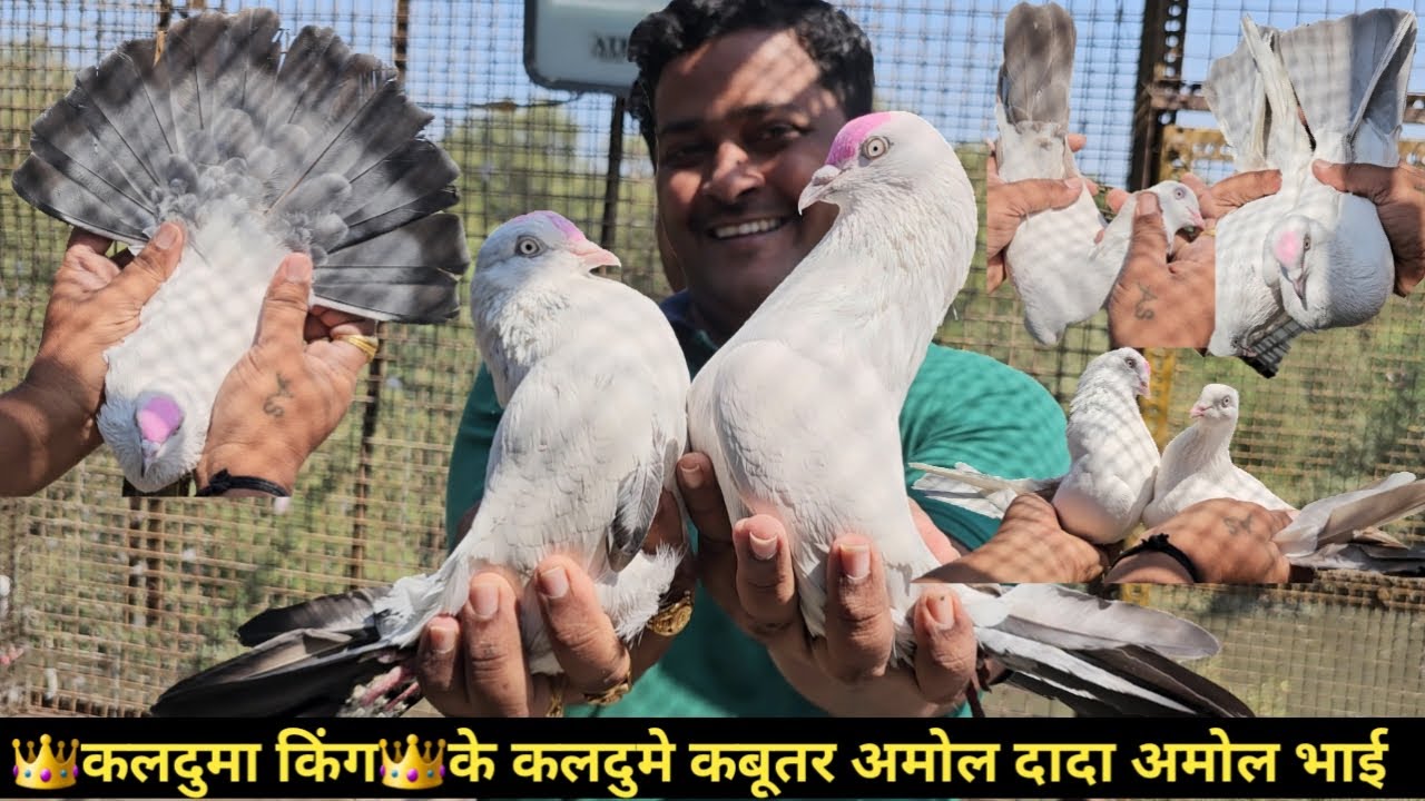 👑Kalduma King👑Amol Bhai Ke Lall Dum, Kasni Dum,Kaldume Kabootar.Jai Kabootar jai Kabutar Jay Kabutar