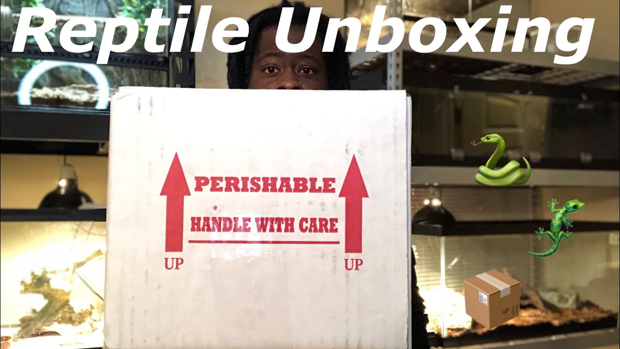 Big Reptile Unboxing