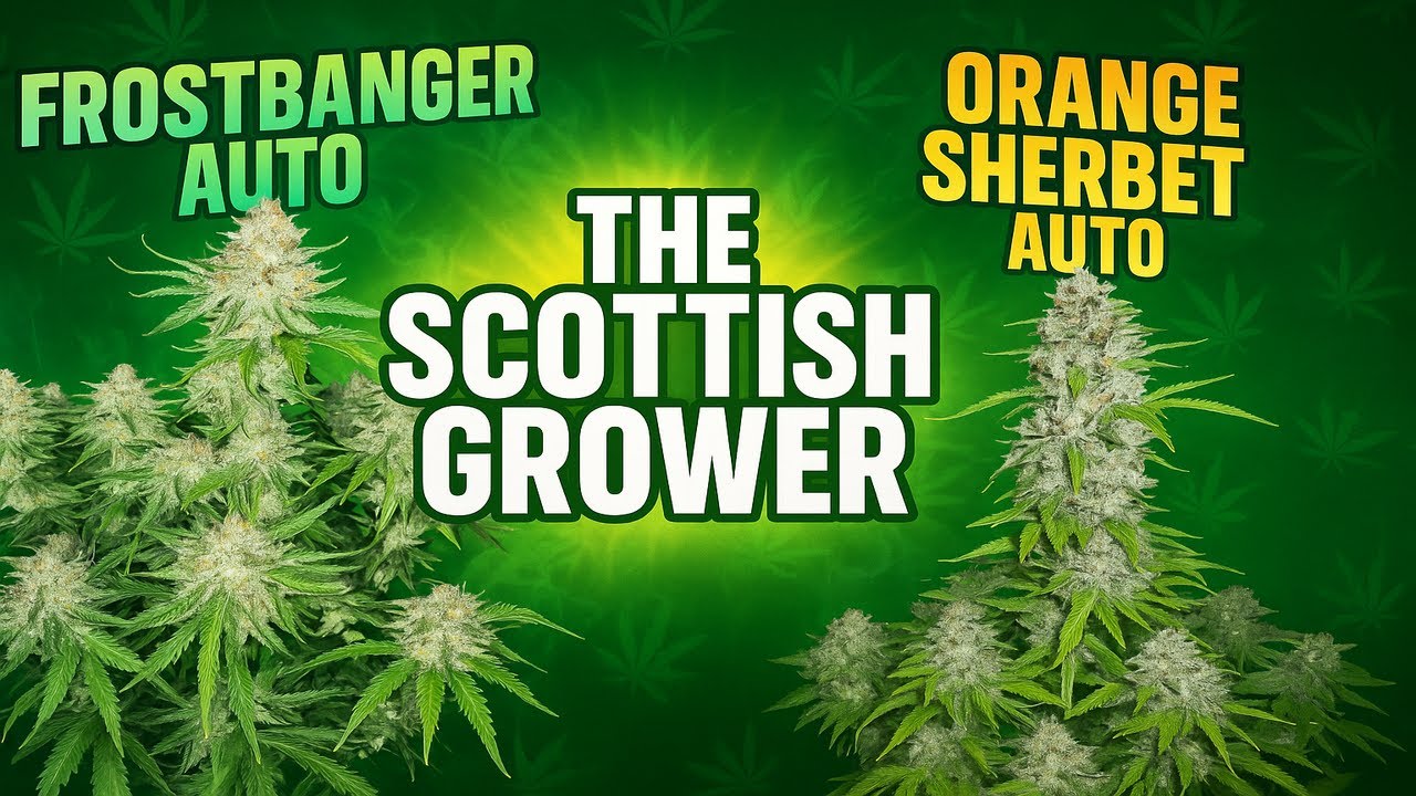 Frostbanger 🥶 Orange Sherbet 🧡 Flowering and Veg Training #growing #cannabis #indoorgrowing EP01 WOW