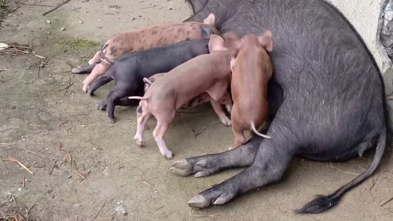 Native pig cross breed sa Duroc mga ka Agri.