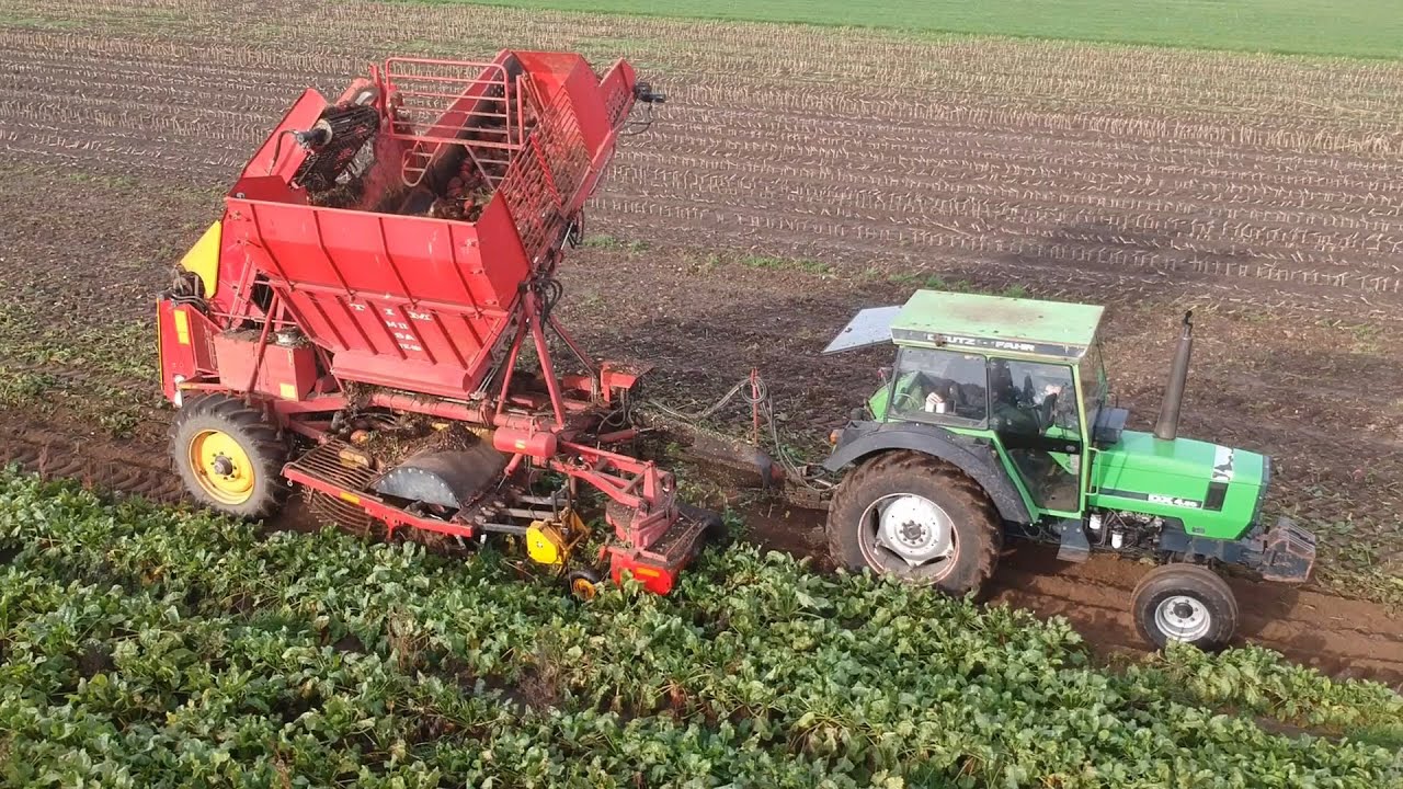Fodder beet harvest