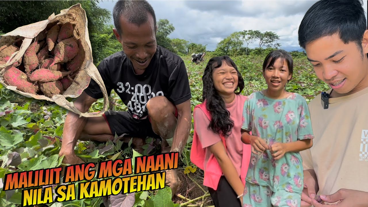 SUMAMA AKO PAG-ANI NG KAMOTE