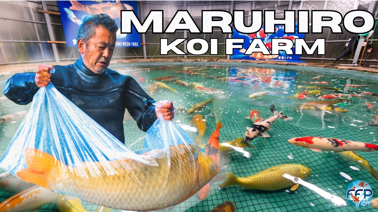 MARUHIRO KOI FARM - ROUND POND TOUR