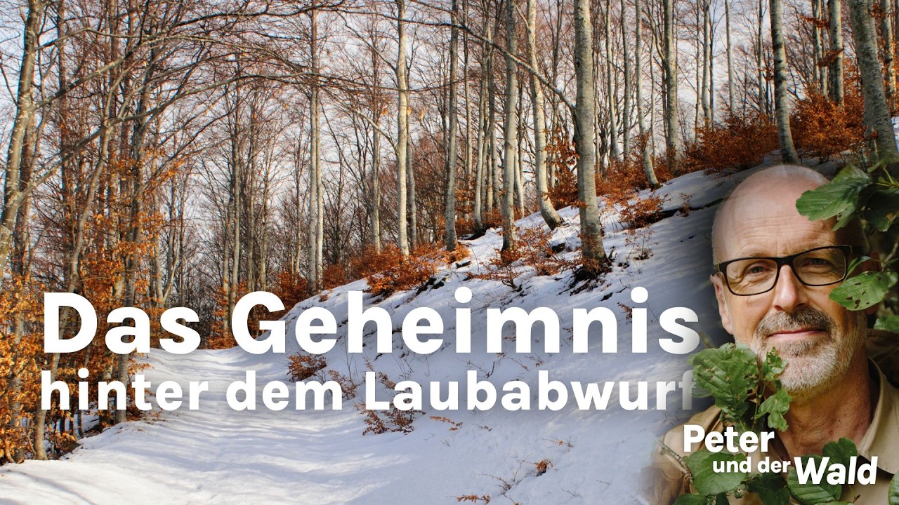Warum manche Bäume ihr Laub behalten – das Geheimnis des Laubabwurfs