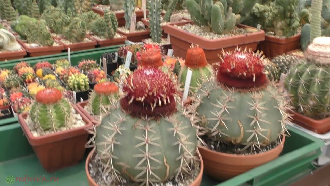 Коллекция суккулентов и кактусов Петра Лапшина и Нины Лапшиной.