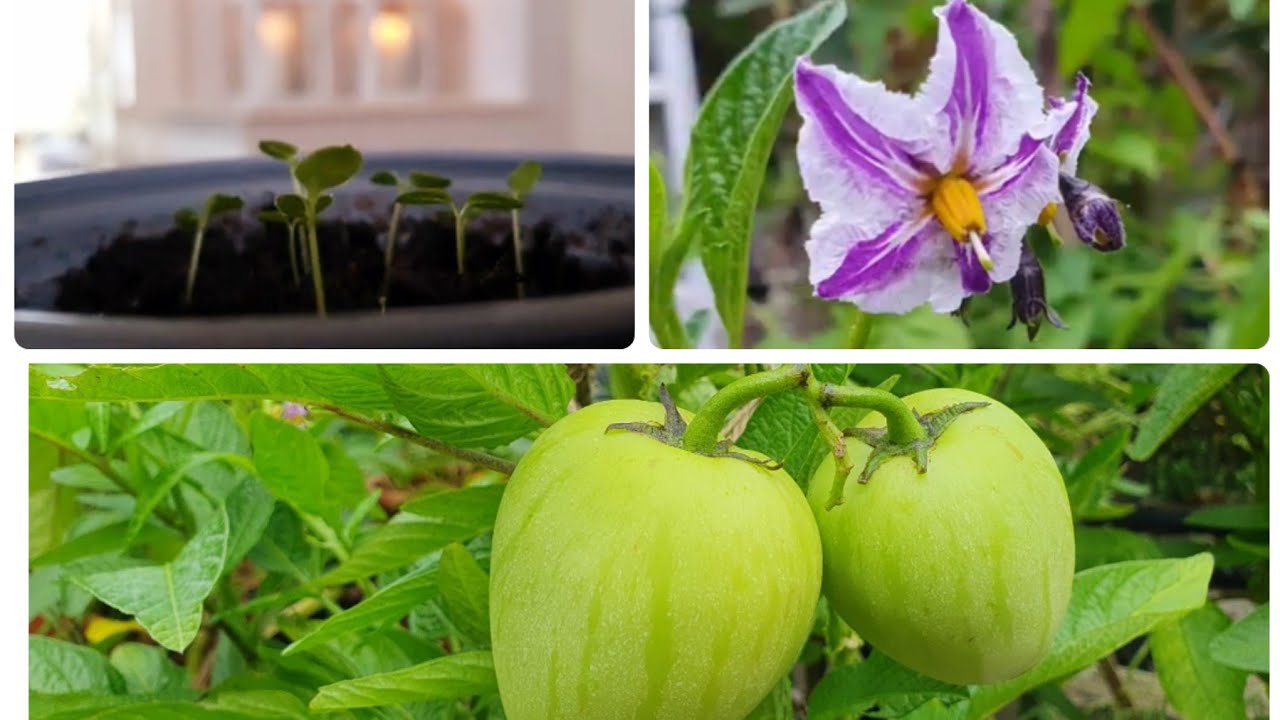 Growing Pepino Melons (Pepino Dulce) from seed to fruit in the UK