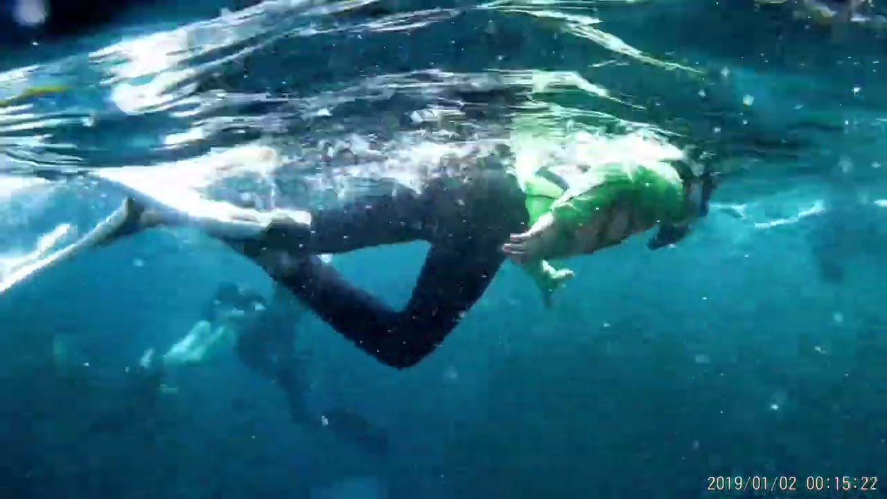 보홀 나팔링 정어리떼 투어없이 현지 방문 Napaling Reef