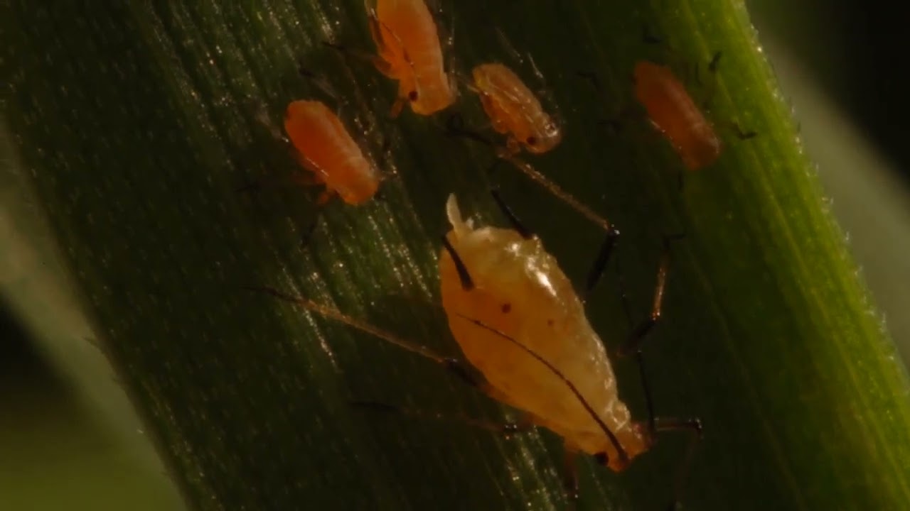 An Aphid giving birth