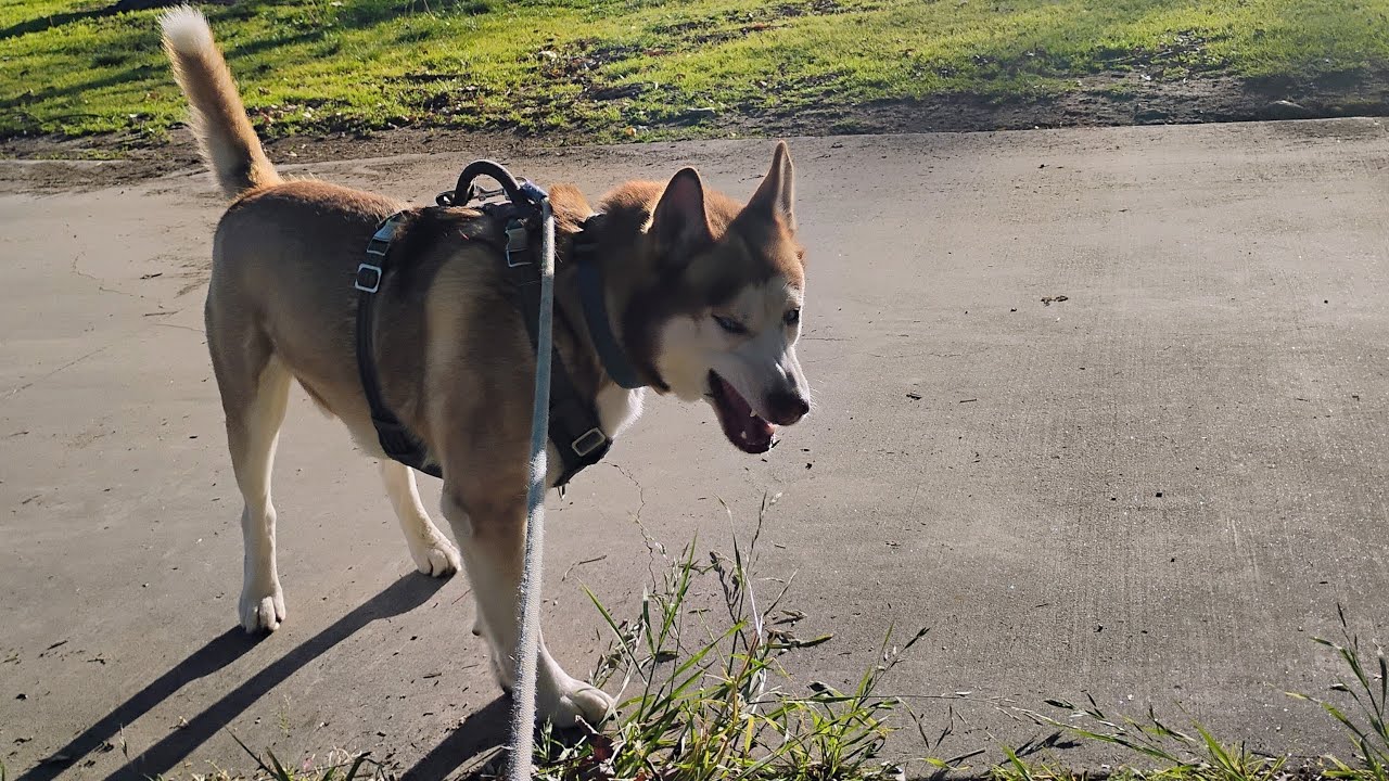 husky 🐕🐶 Friday evening 🌃 walk at the lake 🏞️ to check out the sunset 🌇 after the rain 🌧️☔