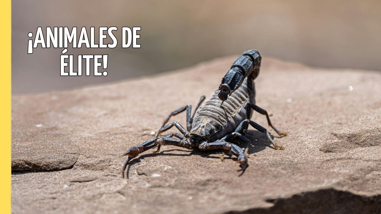 Héroes Salvajes: Escorpiones y Más | Episodio Completo