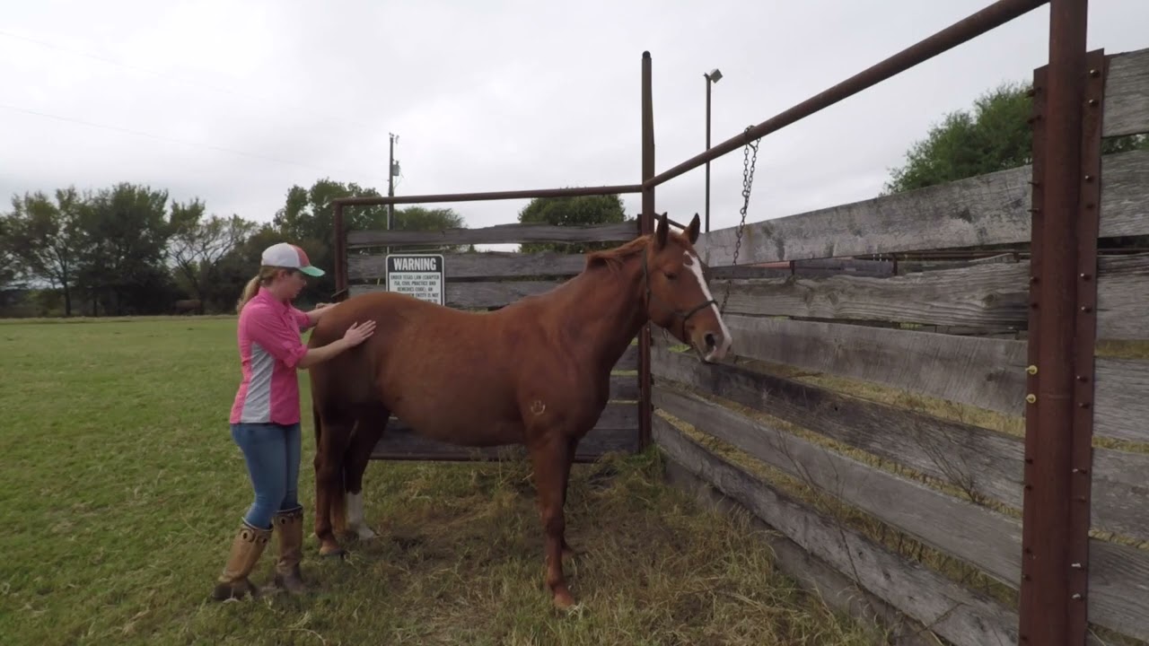 Approaching a Horse Safely