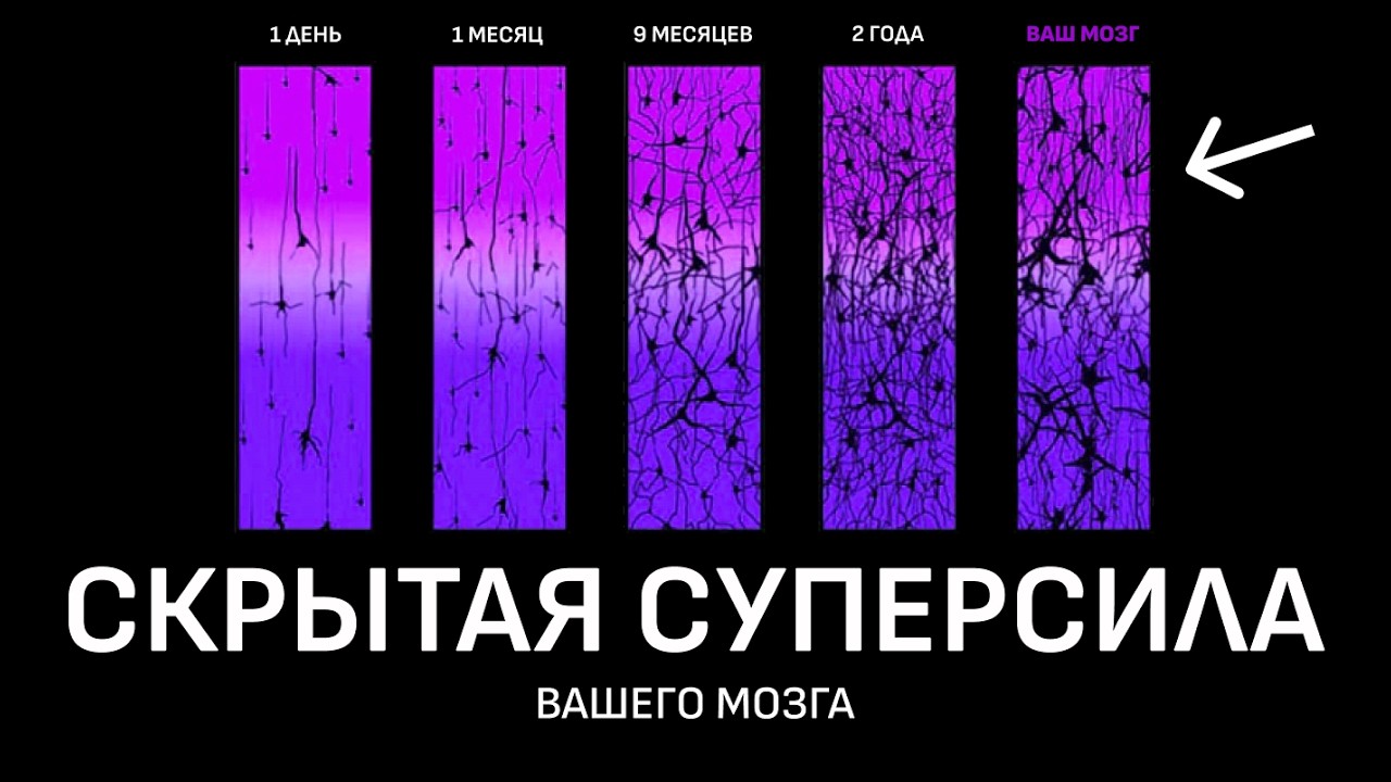 Самое недооцененное свойство мозга