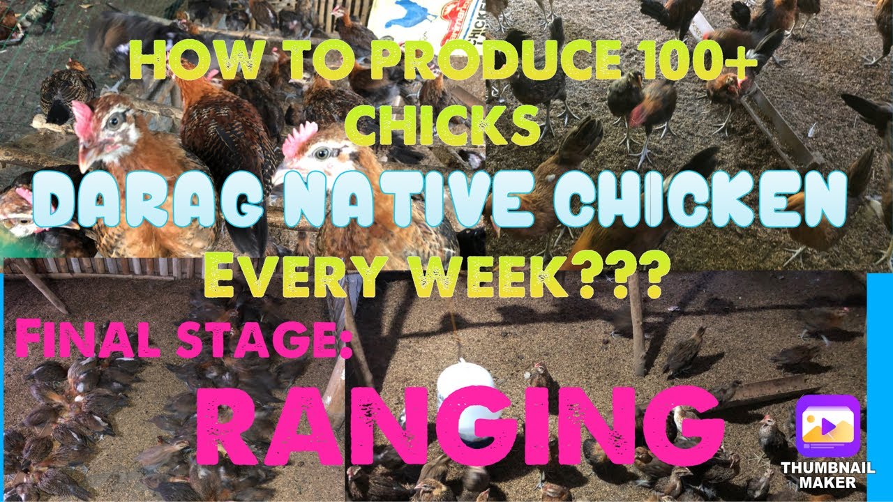 RANGING/GROW-OUT ~ STAGE 5 (FINAL STAGE)| HOW TO PRODUCE 100+ CHICKS OF DARAG CHICKEN EVERY WEEK.