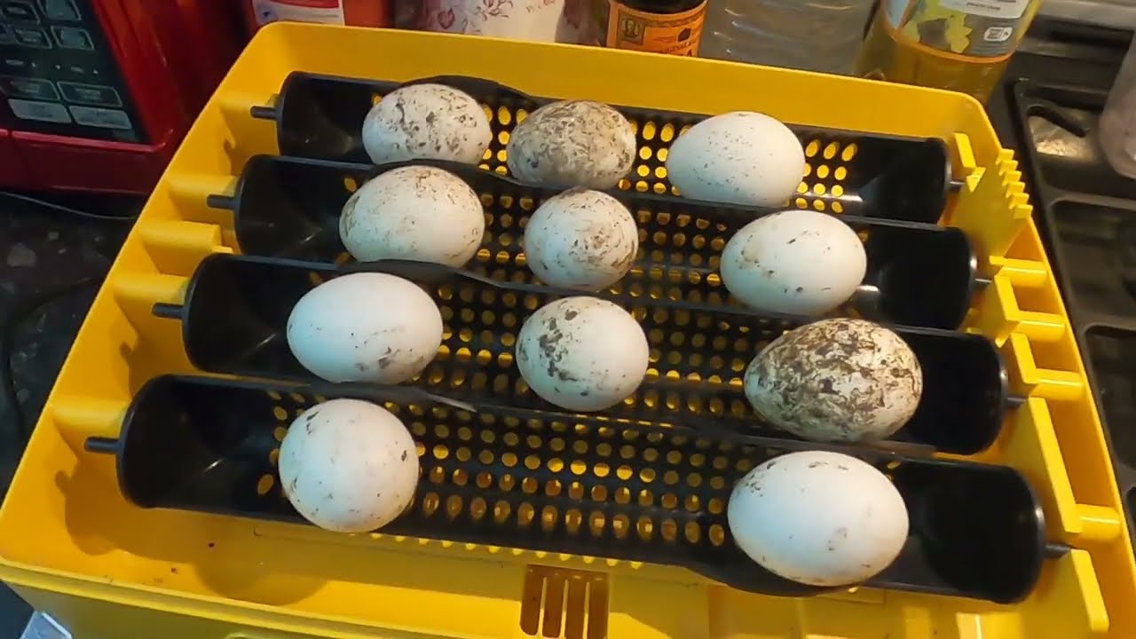 Hatching Duck Eggs - Hatchalong with us - Part 2 First candle