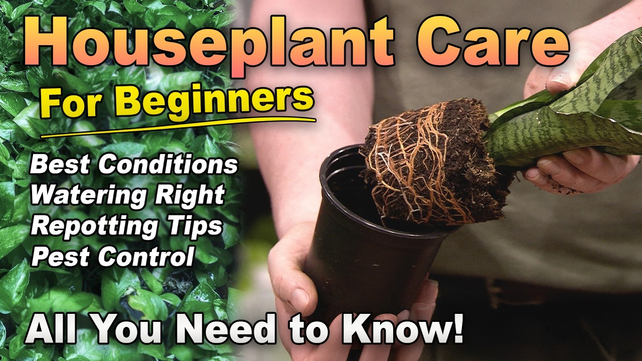 The Complete Beginner’s Guide to Healthy Houseplants