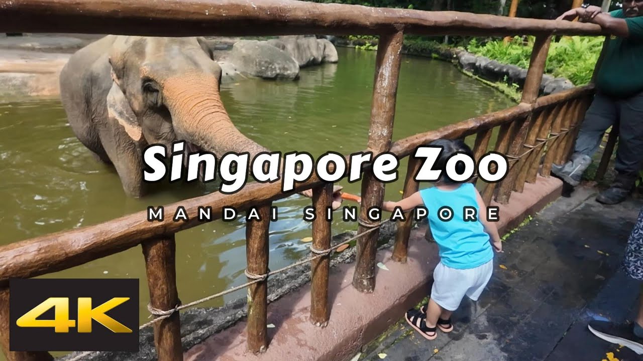 Singapore Zoo | Incredible Wildlife Up Close!