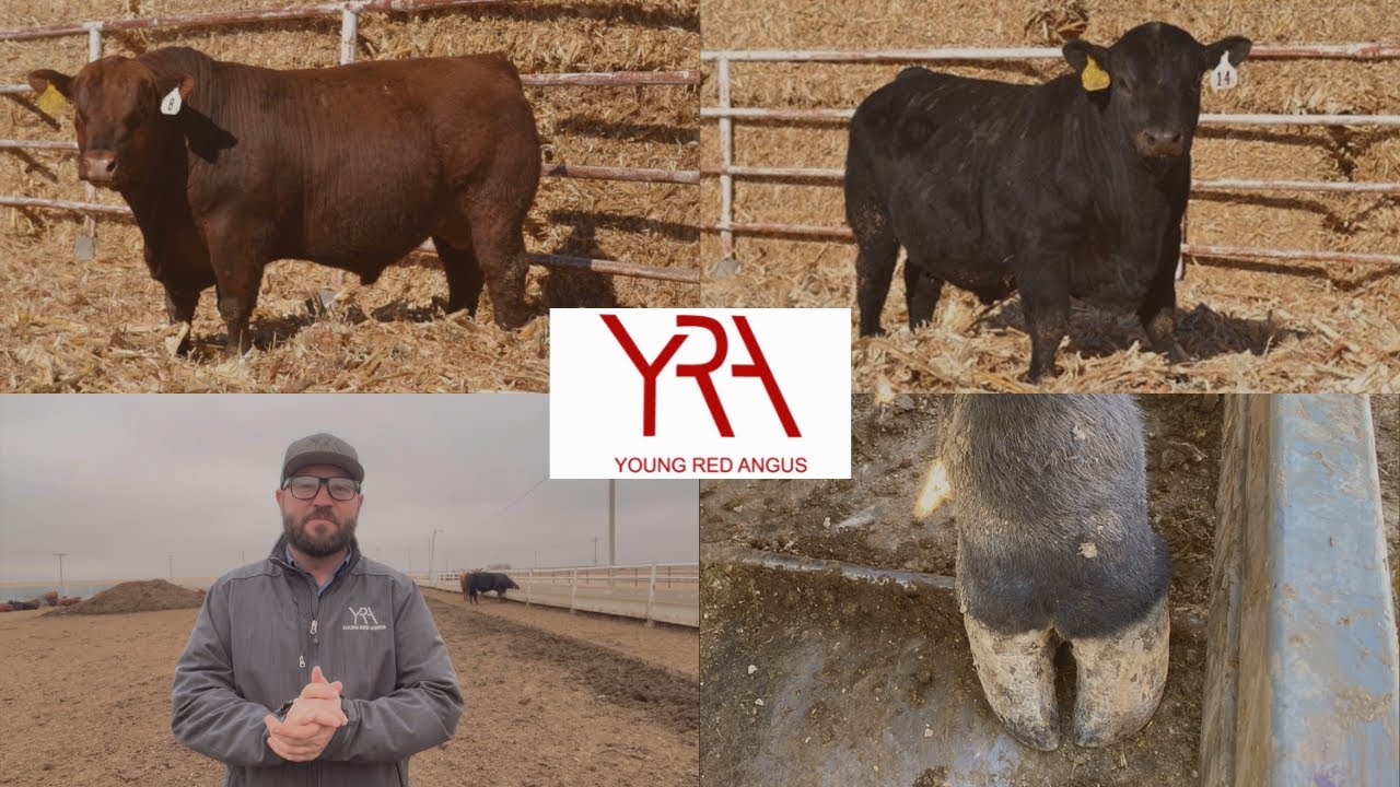 Young Red Angus (Improving Foot Quality)