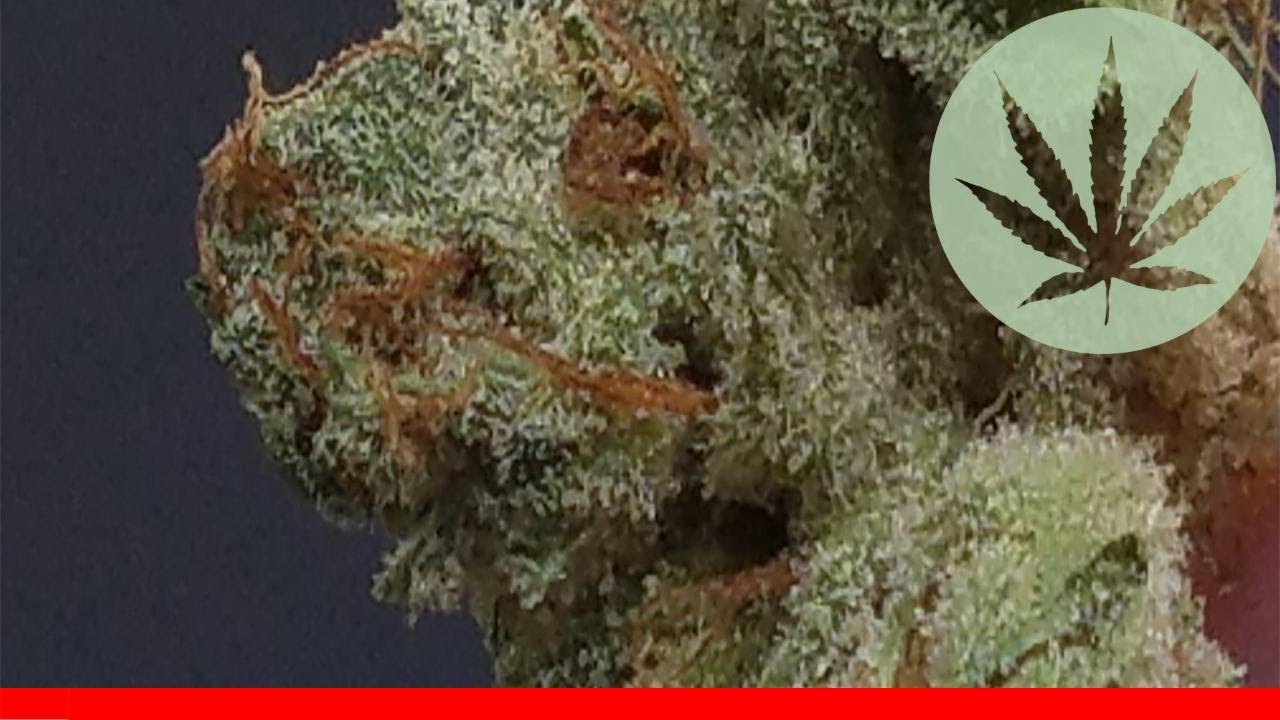 Scott'S Og - All About This Strain