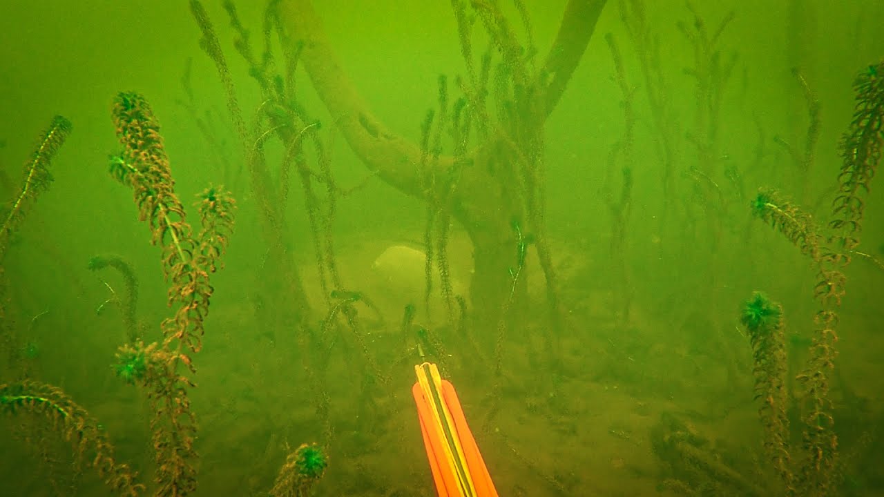 Só na moleira - Atasub Pesca Sub
