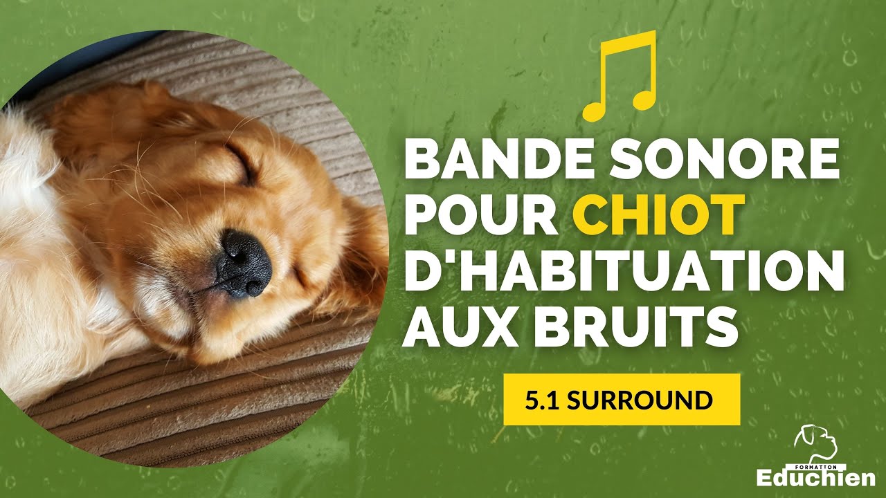 Bande Sonore pour CHIOT d'habituation aux Bruits 🐶  - 5.1 SURROUND MUSIC